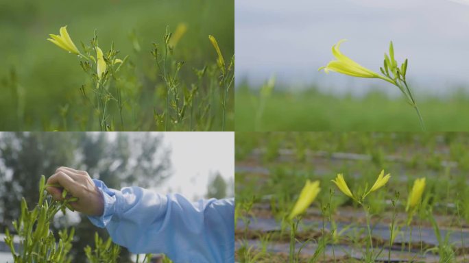 金针 黄花菜 大同黄花 采摘 忘忧草