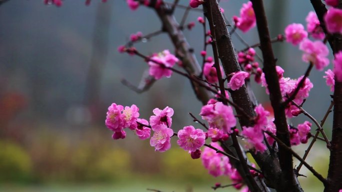 梨花 桃花 春天 花儿 花朵