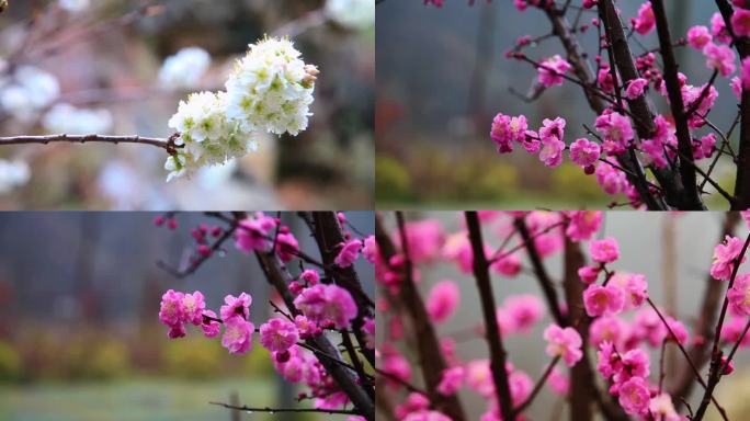 梨花 桃花 春天 花儿 花朵