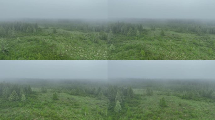航拍晨雾中的森林草甸
