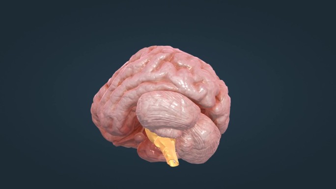 脑室 大脑 小脑 医学 脊髓 三维动画