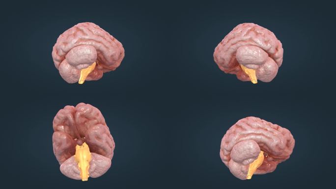 脑室 大脑 小脑 医学 脊髓 三维动画