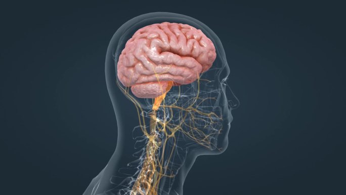 医学动画人体器官神经系统脑室系统主基底节