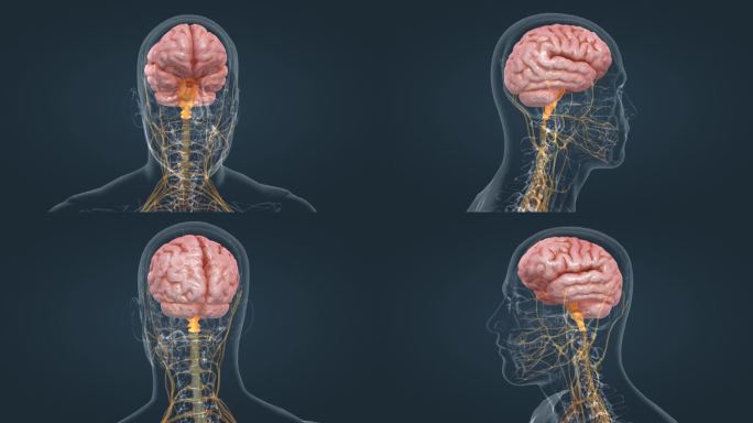 医学动画人体器官神经系统脑室系统主基底节