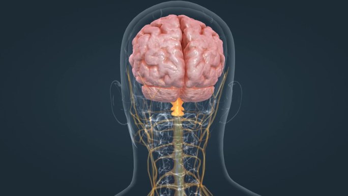 医学 医疗 脑室系统 主基底节 三维动画