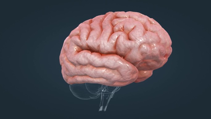 脑室动画 医学动画 大体器官 大脑动画