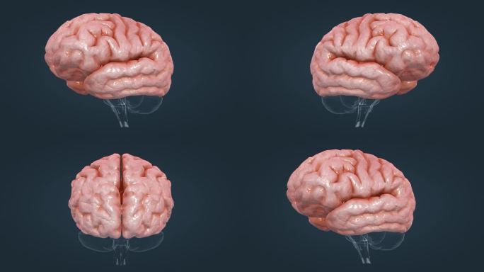 脑室动画 医学动画 大体器官 大脑动画