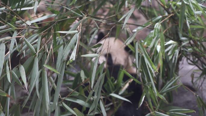 大熊猫 觅食 吃竹子 熊猫 可爱 保护区