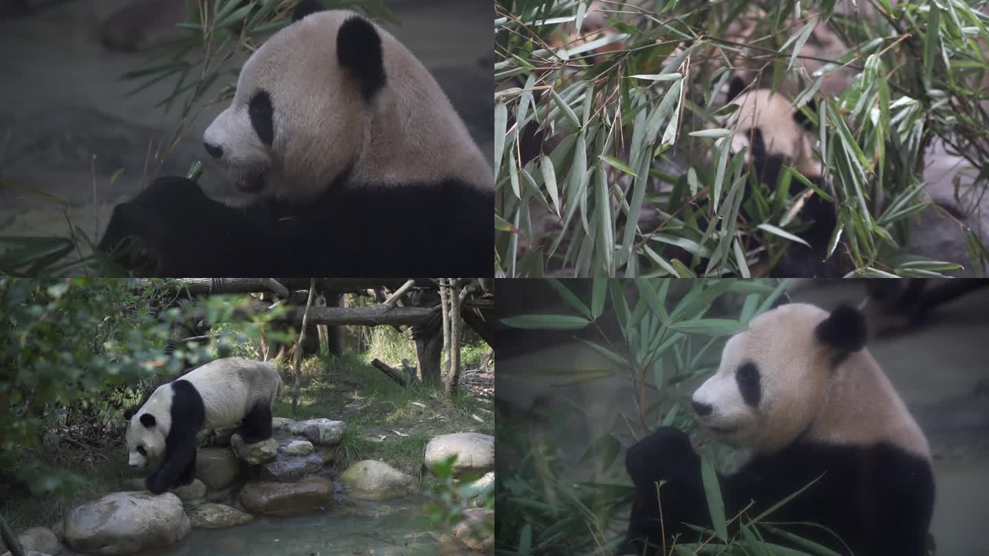 大熊猫 觅食 吃竹子 熊猫 可爱 保护区