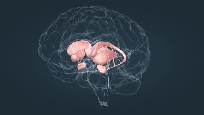 脑室系统 大脑 小脑 垂体 丘脑 动画