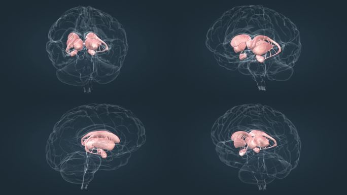 脑室系统 大脑 小脑 垂体 丘脑 动画