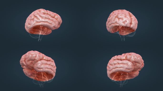 大脑 脑室 小脑 人体 器官 三维 动画