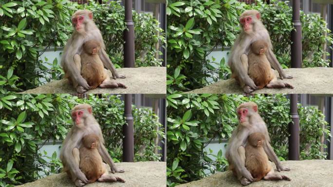 猴子喂奶1080p