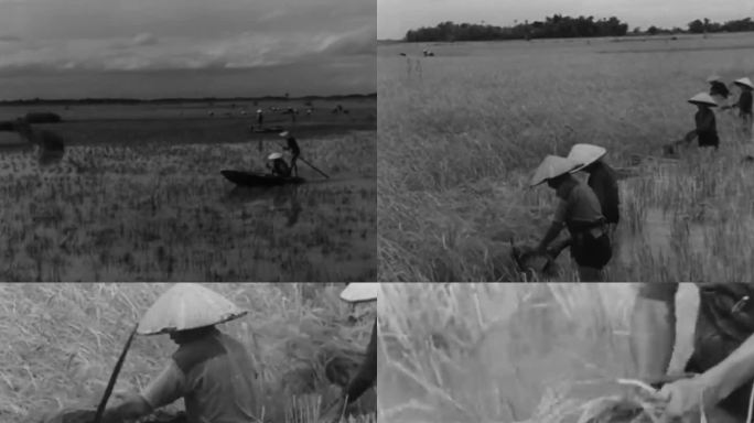 50年代水稻收割