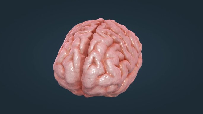 中枢 神经 大脑 医学 医疗 器官 动画