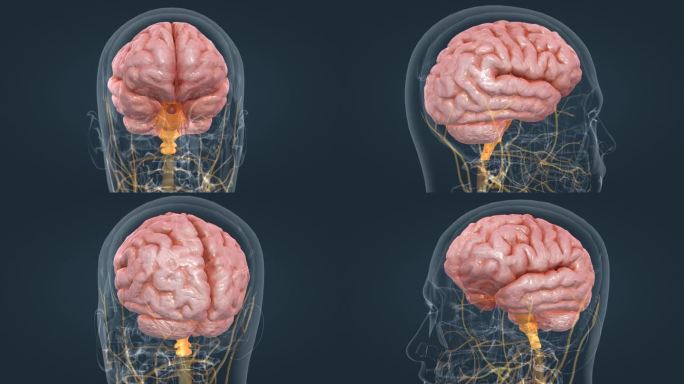 脑室 脑干 大脑 小脑 神经 脊髓 神经
