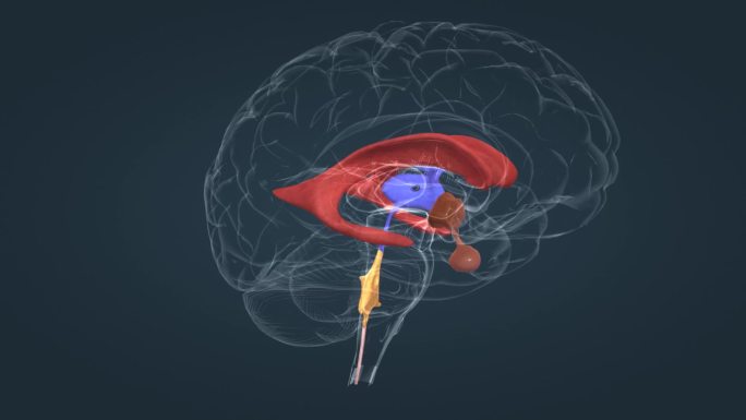 第四脑室 第三脑室 侧脑室 豆状核 动画