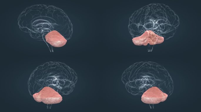 透视人体器官脑部小脑医疗人体动画三维动画