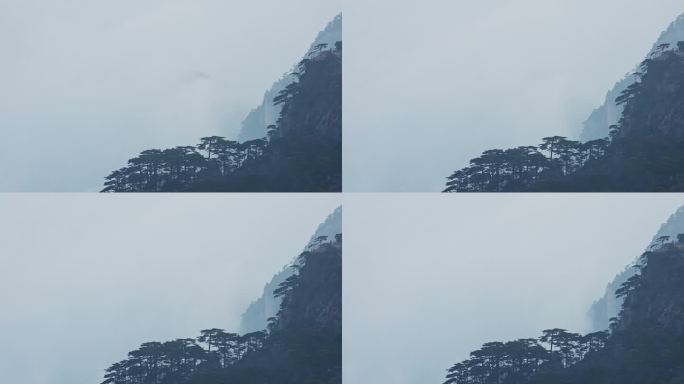 云雾缭绕悬崖峭壁上的松树