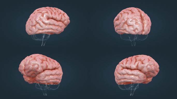 三维大脑 大脑动画 大脑器官 人体大脑