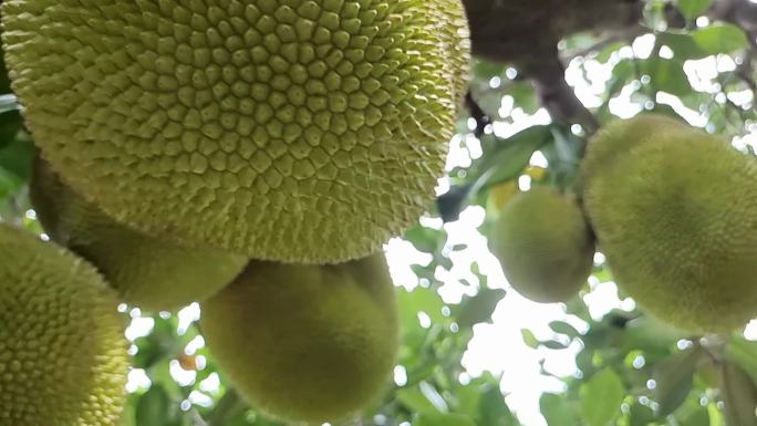 生长中的木菠萝 木菠萝树上的木菠萝