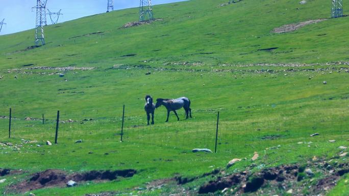 青藏高原藏区藏族草原骑马