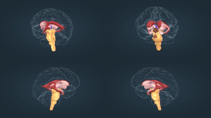 下丘脑 脑下垂体 三维人体 医学动画