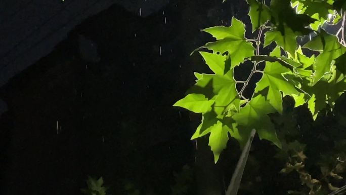 秋天秋日秋夜夜晚雨夜下雨梧桐树叶路灯雨水