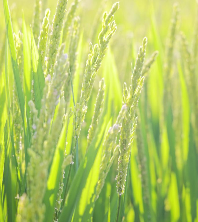 夏天里阳光下即将成熟的水稻稻穗