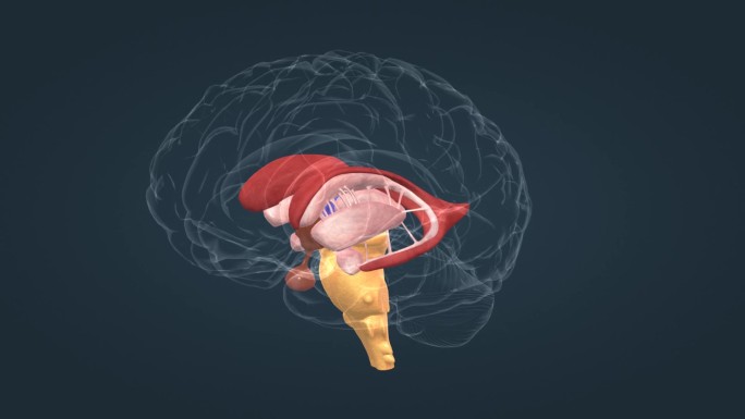 医学 人体 器官 大脑 三维 脑干 动画
