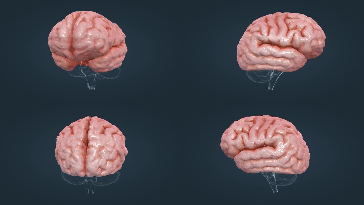 中枢神经系统 人体 医学动画 三维动画