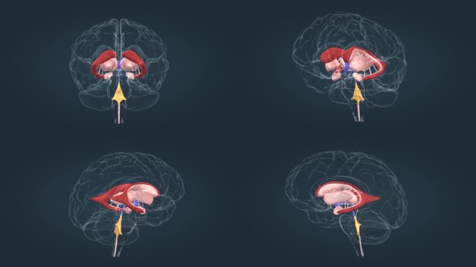 垂体 大脑 小脑 第四脑室 医学三维动画