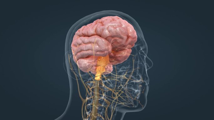 中枢神经医学动画人体器官全息三维动画特效