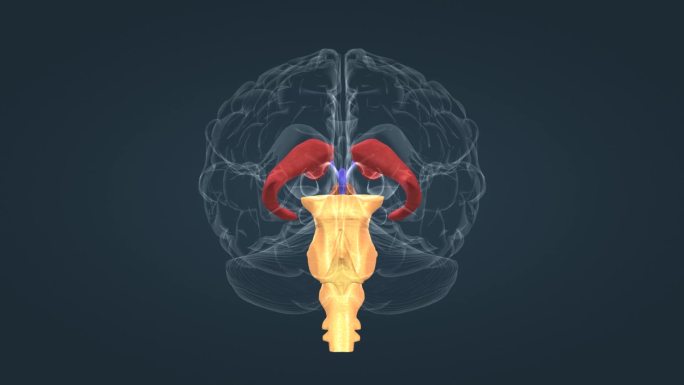 医学动画 三维人体 人体器官 脊髓 丘脑