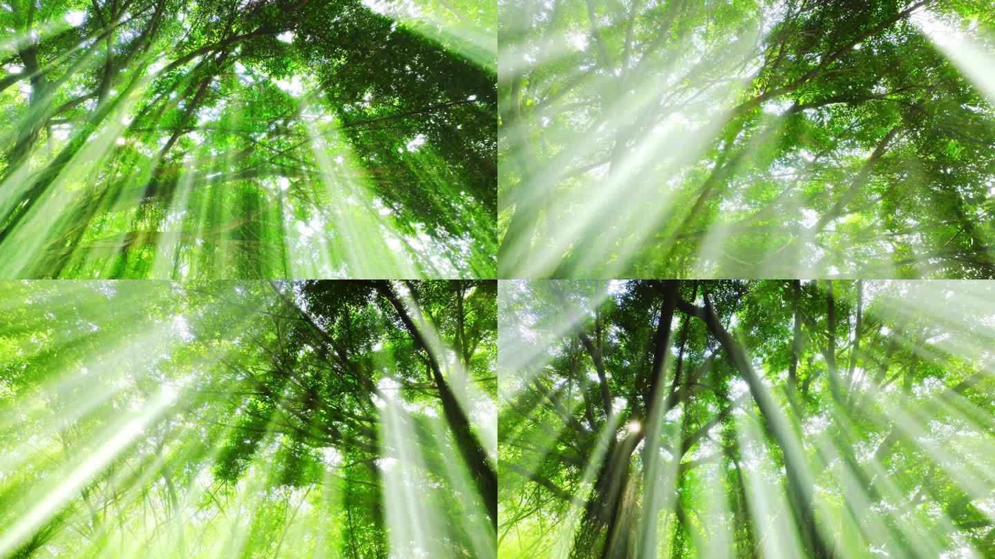 森林生命树叶阳光光线光影自然绿色大树氧吧