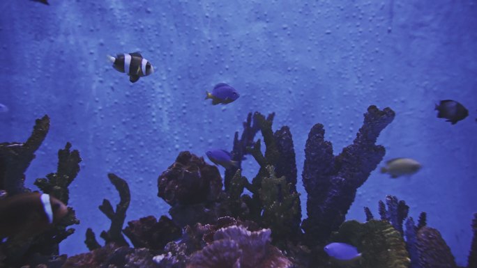 水族馆中的热带观赏鱼群