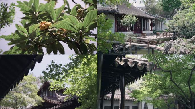 苏州园林怡园夏天琵琶石榴花