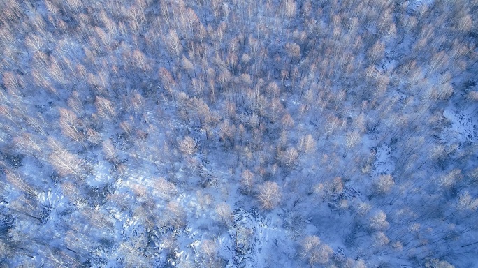 航拍雪季银色雪林