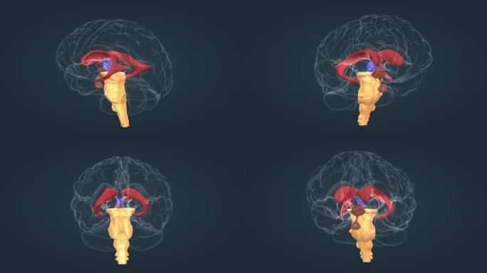 三维脑干动画 右侧脑室 大脑神经 豆状核