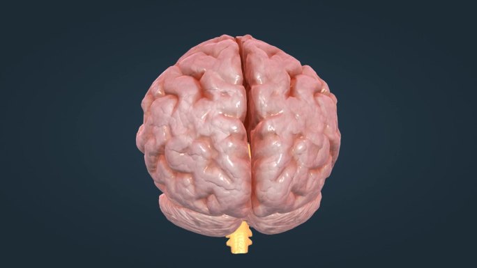三维动画 医学动画 大脑器官 大脑动画