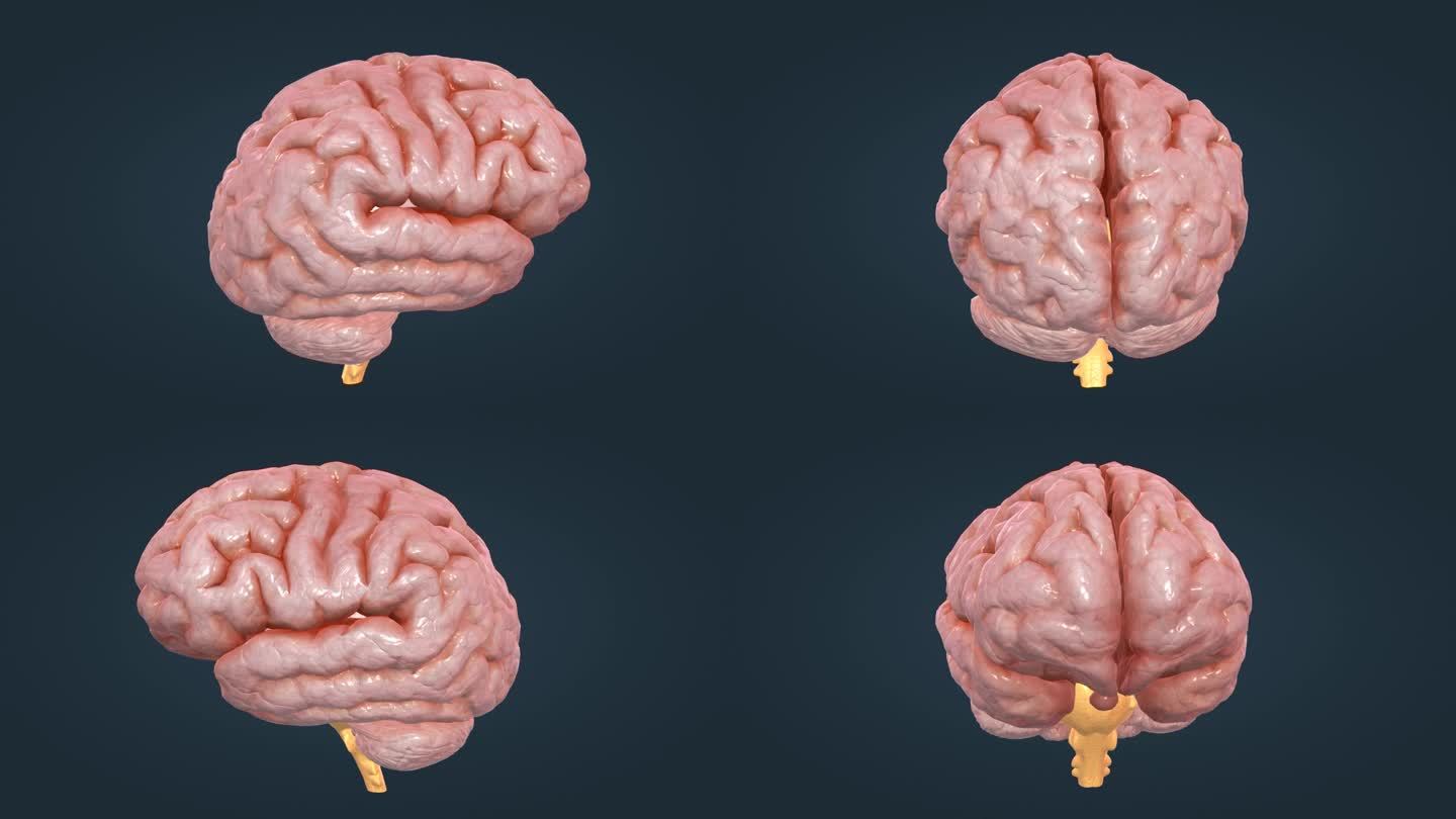 三维动画 医学动画 大脑器官 大脑动画