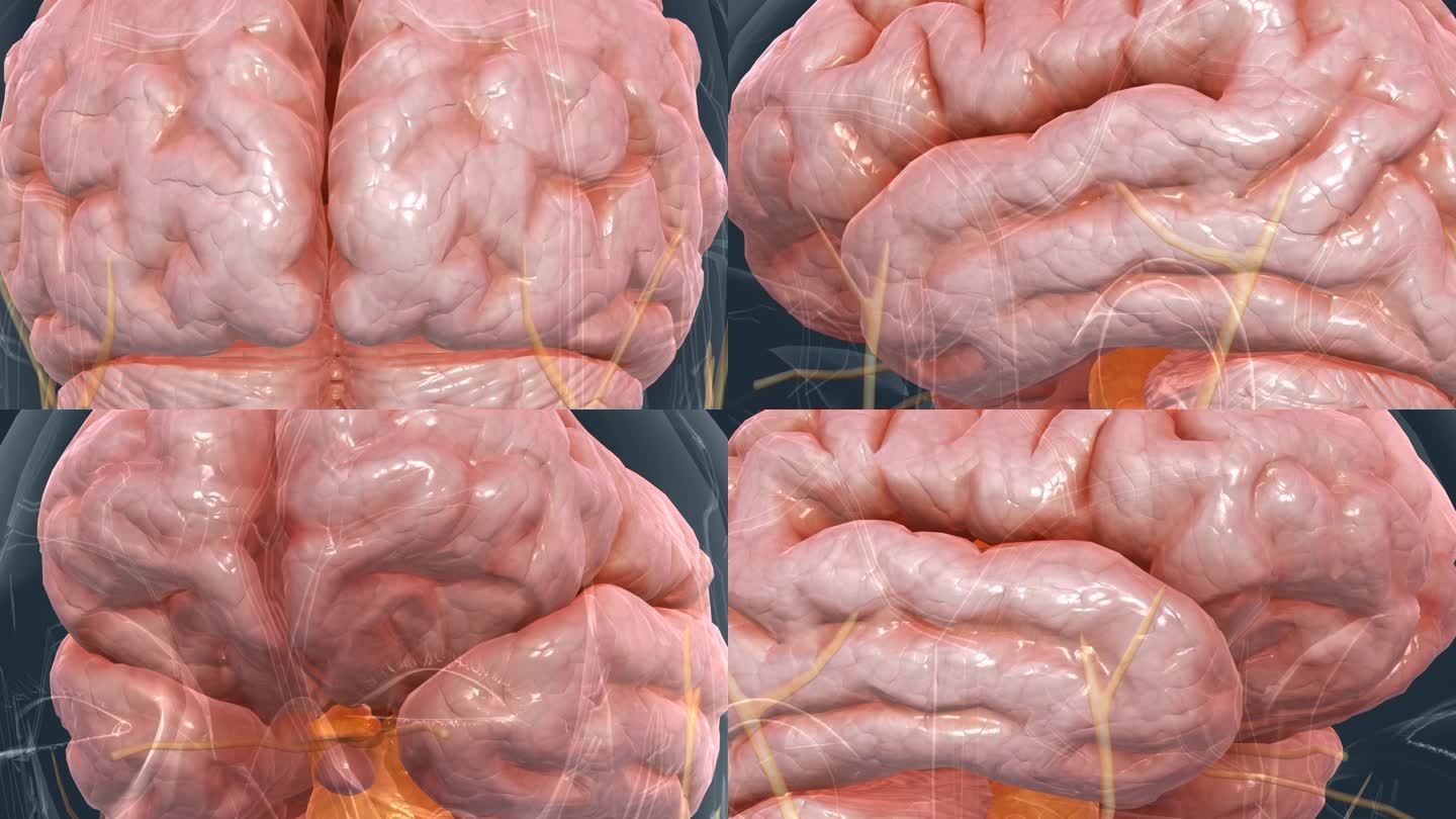 大脑 小脑 脑干 脑纹 脑室 三维 动画