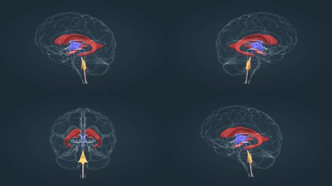 三维人体 器官动画 神经系统 大脑动画