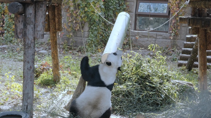 国家级保护动物大熊猫