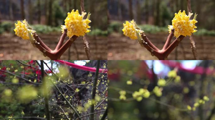 春天 花儿 花