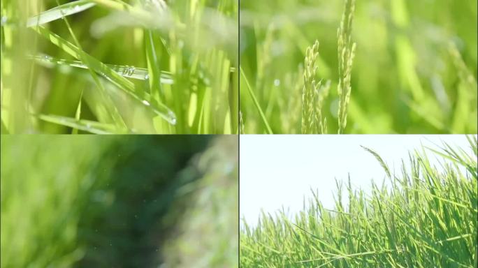 实拍大米稻田视频素材-2