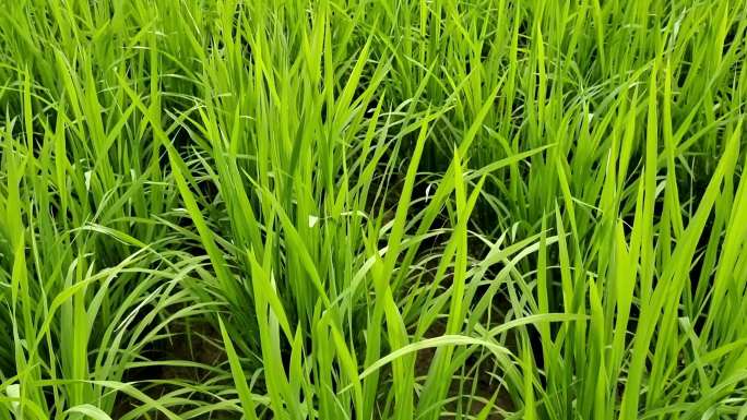 嫩绿色植物嫩嫩的禾苗水稻稻田青青的禾苗
