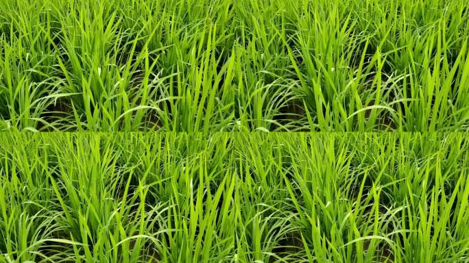 嫩绿色植物嫩嫩的禾苗水稻稻田青青的禾苗