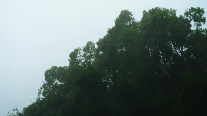 台风暴雨 树木雨景
