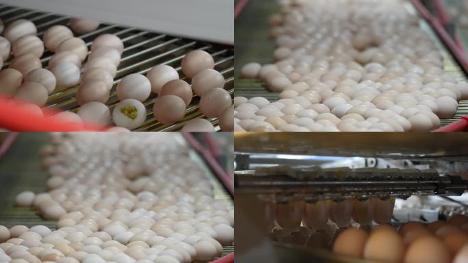 鸡蛋生产鸡蛋厂